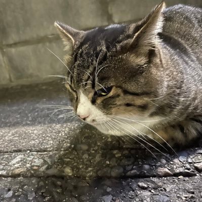 真山つばさ Twitter Search Twitter