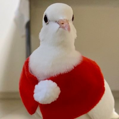 EmiNakayama's profile picture. Account for Pollo the Dove.