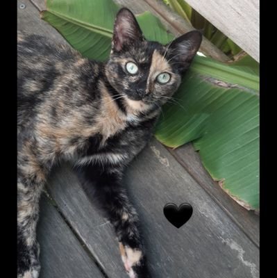 VBairet's profile picture. Expert en banque et sur les enveloppes fiscales (je commence la crypto aussi), résistant contre l'œil et le compas, 0 dozed et joueur de dofus sur imagiro