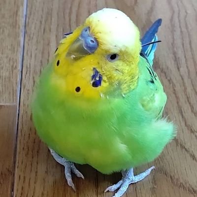 しぐりさんのプロフィール画像