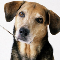 Cavan Pet Hospital (@cavanpets) 's Twitter Profile