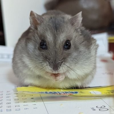 ミルワームさんのプロフィール画像