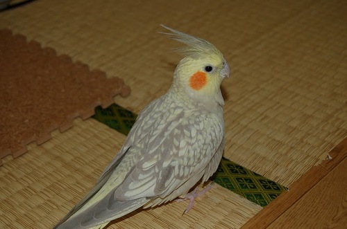 中谷裕一 Nakatani Yuichi Twitter