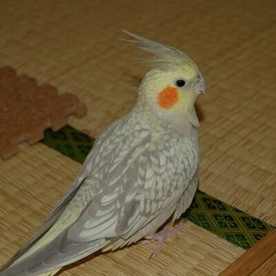 中谷裕一 Nakatani Yuichi Twitter