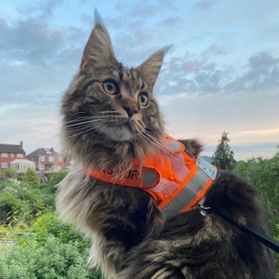 A Maine Coon with a love of working with the MOM (Mobile Operations Manager) to keep you safe on the UK’s Railways. All opinions are my own. x