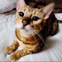 comachi-678 (@comachi678) 's Twitter Profile