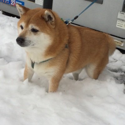 nikukyuninja's profile picture. 