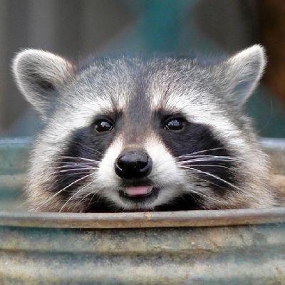 Sexy Racoon