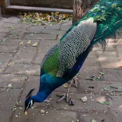 pakaarkron's profile picture. 