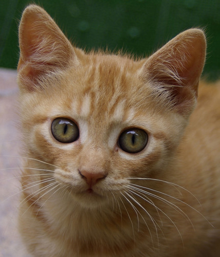 妻と母の3人家族。ねこを3匹飼っています。