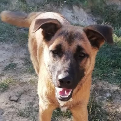 siddete_son_ver's profile picture. İnstagram: hayvana_siddet_suctur