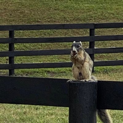 sunshine, rain or snow still have to go to work because horses don't care. Love horse racing NASCAR.