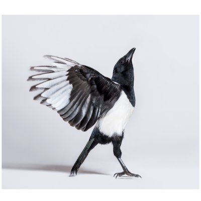 gtibicen's profile picture. Not a robot