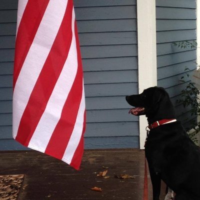 Dog lover. Sharing a house with 6 rescues. Professional dog feeder. Don't ever make me choose between you and them. Southern White man. Happily taken for 30+