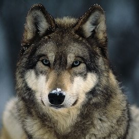 Greywolf The Masked Avenger