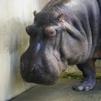 ひぽかえる (@hippokaeru) 's Twitter Profile Photo