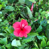 ぴんくろーず (@bsuen12xidknwyn) 's Twitter Profile