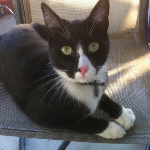 Scott is a cat who hangs out on the porch.

This is his story.