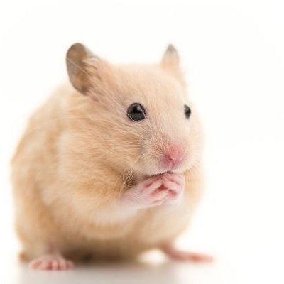 hamusuke123987's profile picture. 