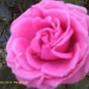 Pat Capra Reed - @potluckpat - Twitter