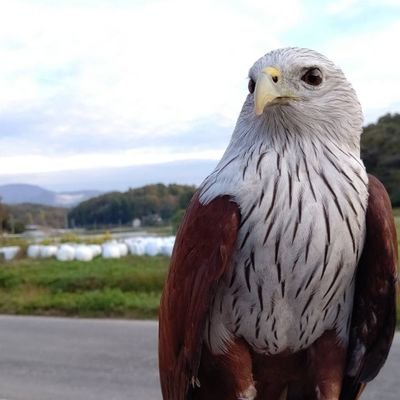 福島県で建設業の足場鳶の会社経営。
フクロウとネコのいるカフェ、妻と2人でやっています🦉🐱
鷹８羽イヌワシ１羽ネコ１０匹インコ13羽タイハクオウム１羽ルリコンゴウインコ1羽フクロウ8羽
妻と息子１人大家族で毎日楽しい日々を送っています！