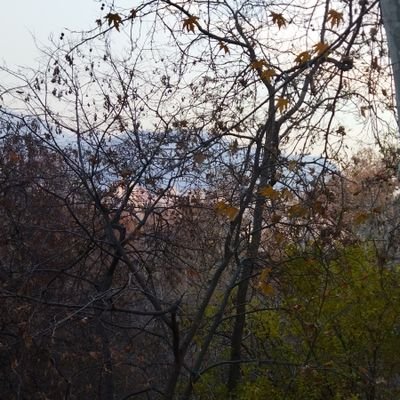 sarvzan7's profile picture. سَرو ها ایستاده میمیرند... 
⛔مجاهد فمنیست بی وطن⛔
