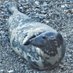 Cornwall Seal Group Research Trust (@cornwallsealGRT) Twitter profile photo