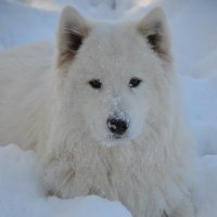 Magnus Samoyed(@MagnusSamoyed) 's Twitter Profile Photo