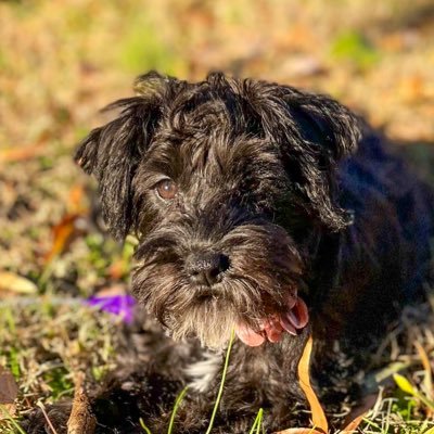 🖤 Mini Schnoodle🐾Sweet & Shiesty🌶3 years old🍼 Mom & Dad👩🏻❤️💋👨🏾: @scary_kerry_ , @chieff_keith 🖤 #PersiaKibbeh #MustacheBaby