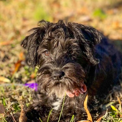 🖤 Mini Schnoodle🐾Sweet & Shiesty🌶5 month🍼 Mom & Dad👩🏻‍❤️‍💋‍👨🏾: @scary_kerry_ , @chieff_keith 🖤 #PersiaKibbeh #MustacheBaby