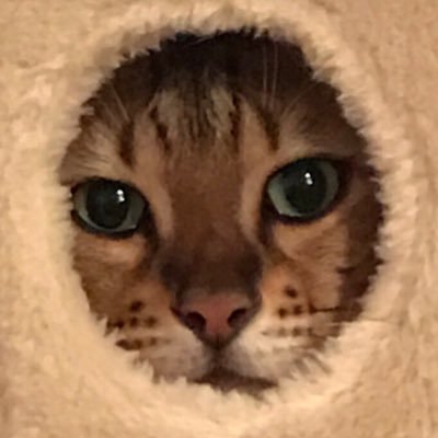 猫ちゃん大好きウメシソです♪ベンガルのウメ😸ロシアンブルーのシソ😸妻との４ニャン家族です！ウメ兄、シソ坊を紹介しながら猫好きな方と仲良くなりたいです♪/無言フォロー失礼致します/