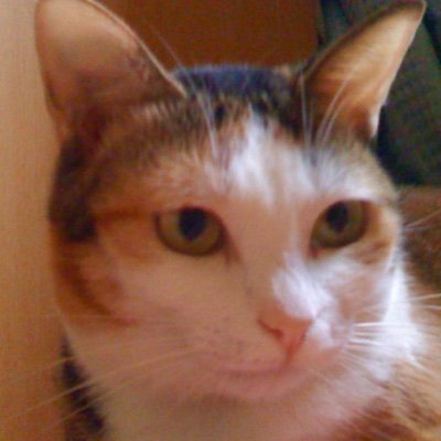 Kou™🐾両効きOTの嫁募集中な🐋監視猫さんのプロフィール画像