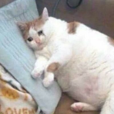 NTastsu's profile picture. ✤