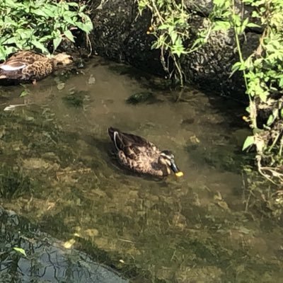 PcomMVlzy0Fn8Vq's profile picture. ねこ