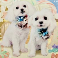 ぴゅあふく (@purefuku) Twitter profile photo