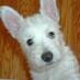 jesse. a westie. (@jessethewestie) Twitter profile photo