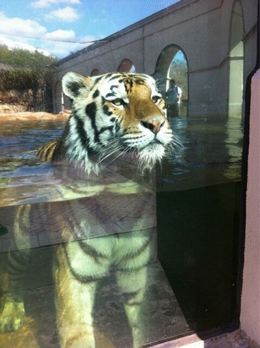 gretchcade's profile picture. Who Dat?! & Geaux Tigers!