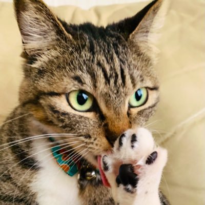 2018年JAPAN JAM🐘人生変わるほどココロを撃ち抜かれ エレファントカシマシなしではいられない日々 猫をこよなく愛し🐈映画と硬めのパンとお酒好き🥖🍷