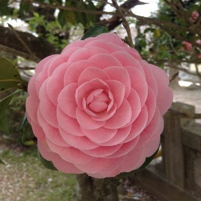 りゅう(ひらがなのりゅう）さんのプロフィール画像