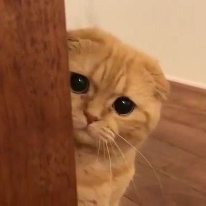 #𝗖𝗵𝗲𝗿𝗽𝗿𝗮𝗻𝗴𝗔𝗿𝗲𝗲𝗸𝘂𝗹 🐱