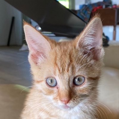 StormyTheCat9 Profile Picture