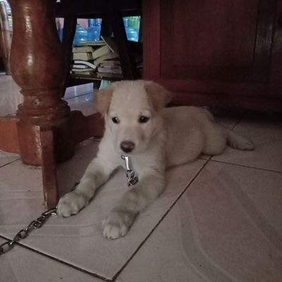 Pungki828's profile picture. Manifesting december wins 🍀