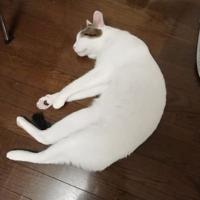 錦織一清さんが大好きです💞
これからもずっと応援していきます✨
🐱2匹飼ってるので😺画像アップすることもあります。
ヘッダーはふくたさんがプレゼントしてくれたお気に入りの画像です❤️💛🖤