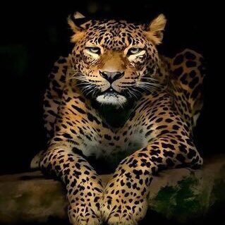 3bodyso's profile picture. ولنا في الإتحاد حياة. 💛🐅