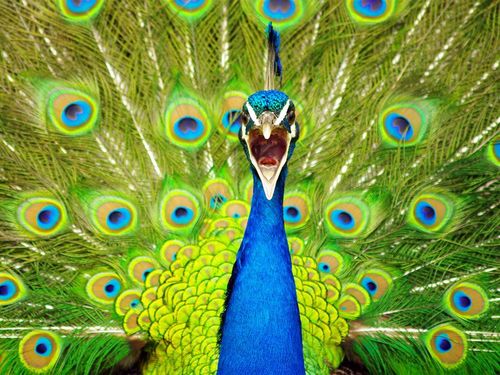 I'm movin on up, to the east side, to a deluxe apartment in the sky. (I'm ready for my close up, Mr. DeMille: centralpeacock@gmail.com)