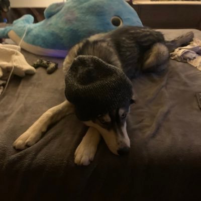 UwuUsalty's profile picture. I’m tall I guess