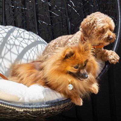 Boème is the smartest pet accessories and the most enigmatic of any bohemian art. Boème was born from our passion and love for our pets and their well-being.