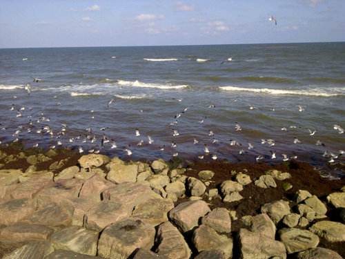 LoveGalveston's profile picture. 