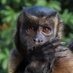 Harambe The Fella ๐บ๐ธ ๐บ๐ฆ ๐ฅฅ ๐ด 34/34 (@harambethefella) Twitter profile photo Harambe The Fella ๐บ๐ธ ๐บ๐ฆ ๐ฅฅ ๐ด 34/34 (@harambethefella) Twitter profile photo