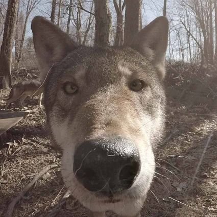 koyot13579's profile picture. 